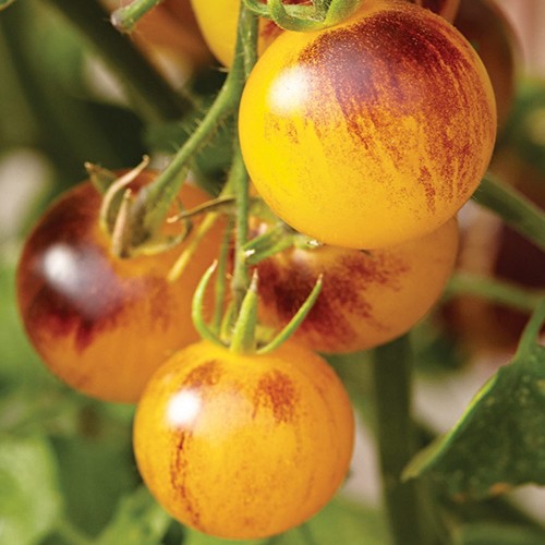 Solanum lycopersicum 'Indigo Fireball' - Harilik tomat 'Indigo Fireball' P9/0,55L